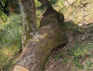 Δυστύχημα στην Πέλλα: Δέντρο χτύπησε 57χρονο ξυλοκόπο στο κεφάλι και τον σκότωσε